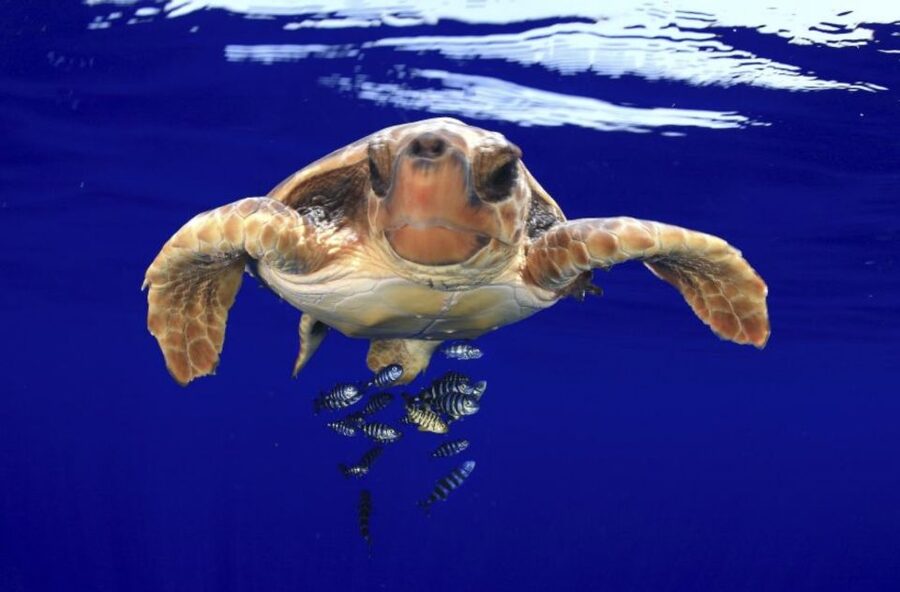 Tenerife: Kayak Safari and Snorkel in a Marine Reserve - Should you book the Tenerife kayak safari?