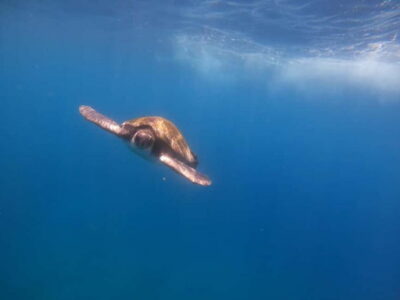 Kayak Sea Safari with Snorkel and Snacks