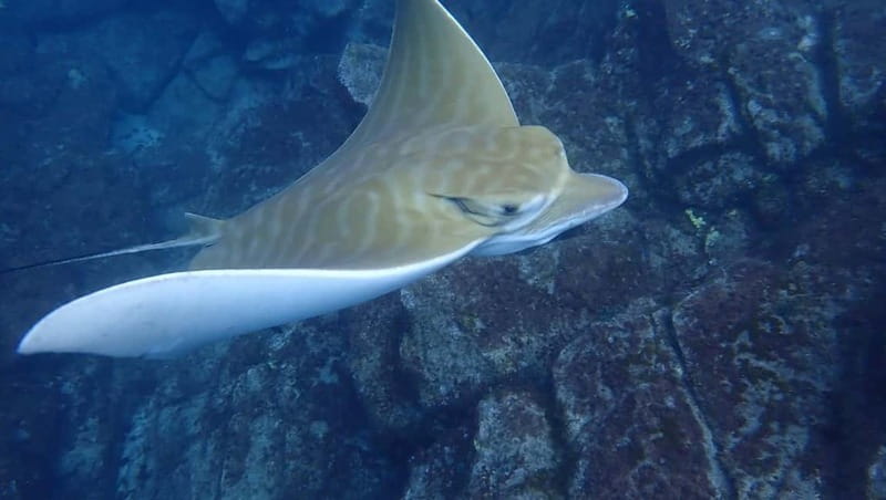 Tenerife: Kayak Sea Safari with Snorkel and Snacks - Snacks, water, and the paddle back