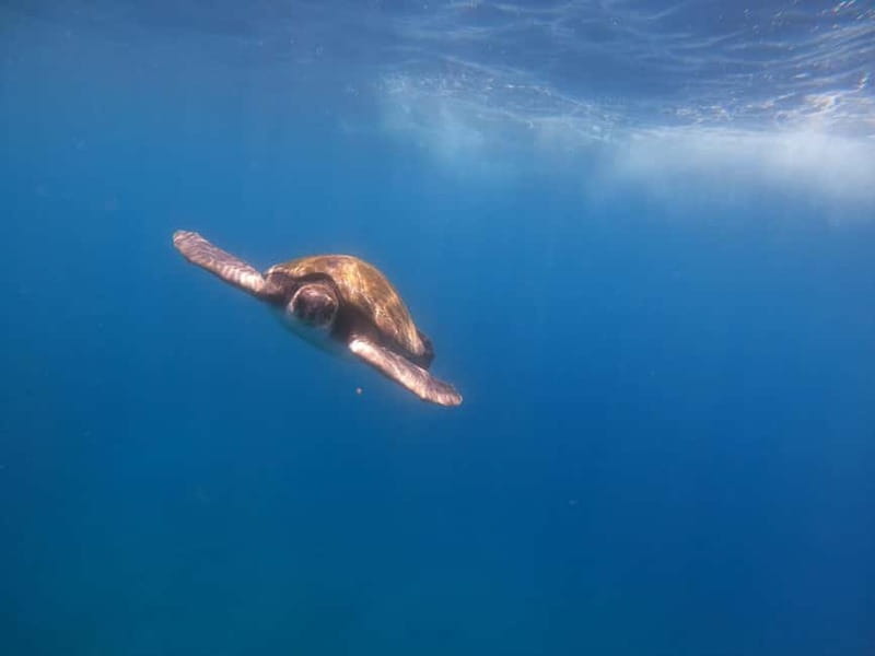 Tenerife: Kayak Sea Safari with Snorkel and Snacks - A clear safety briefing before launch