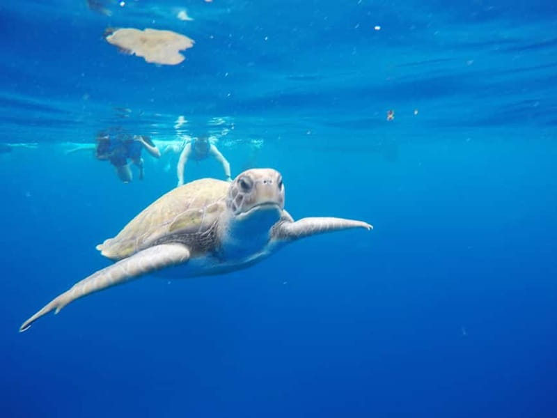Tenerife: Kayak & Snorkel with Local Fauna, Photos Included - Paddling past Tenerife’s black cliffs