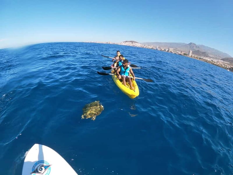 Tenerife: Kayak & Snorkel with Local Fauna, Photos Included - Guides who make beginners feel safe