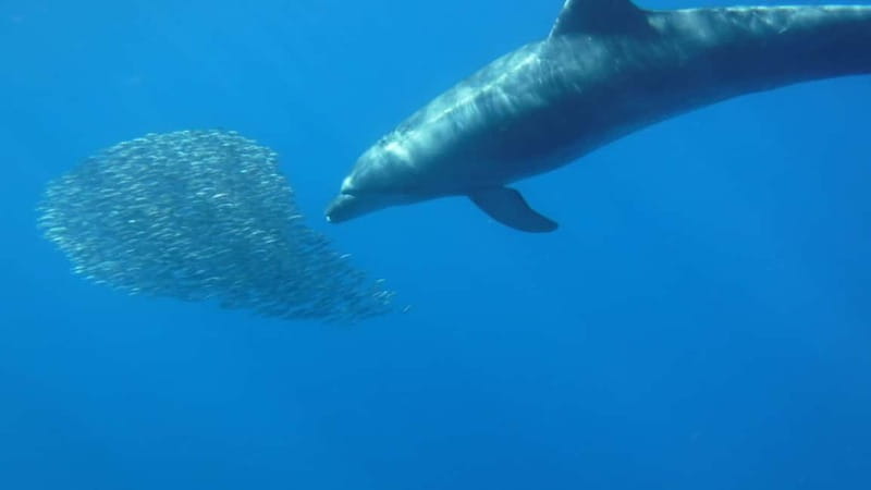 Tenerife: Kayak & Snorkel with Local Fauna, Photos Included - Free photos, with one small caveat