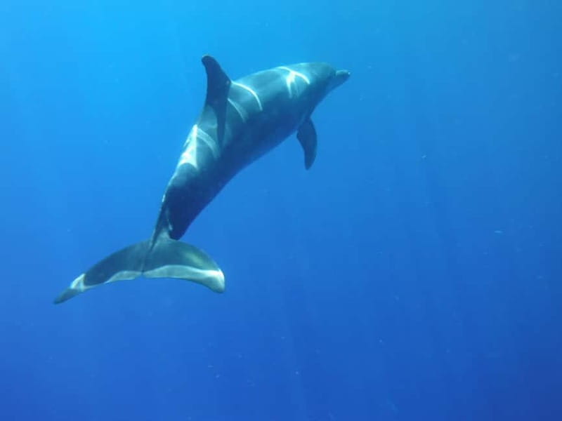 Tenerife: Kayak & Snorkel with Local Fauna, Photos Included - The 20-minute safety briefing