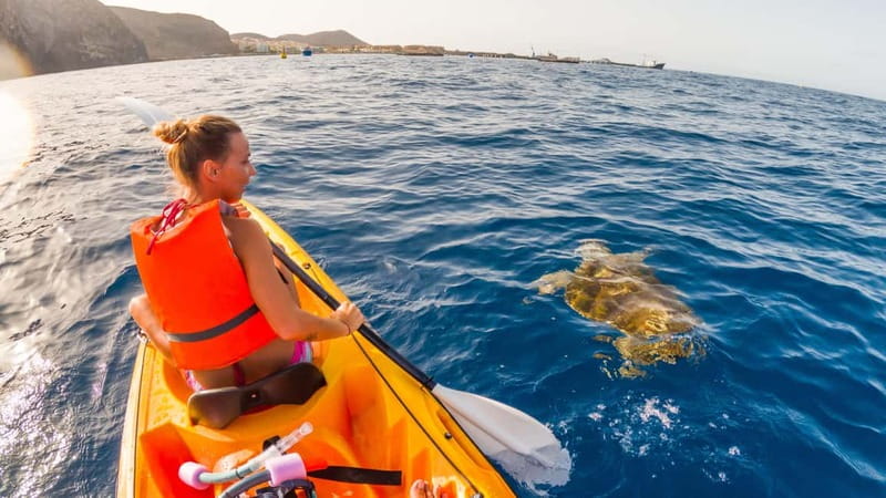 Tenerife: Kayak & Snorkeling Tour - Small Groups - Wildlife watching near the fish farms