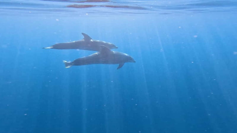 Tenerife: Kayak & Snorkeling Tour - Small Groups - The return paddle and beach showers