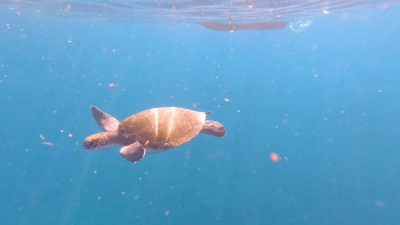 Tenerife: Kayak & Snorkeling Tour - Small Groups - Practical advice before you go