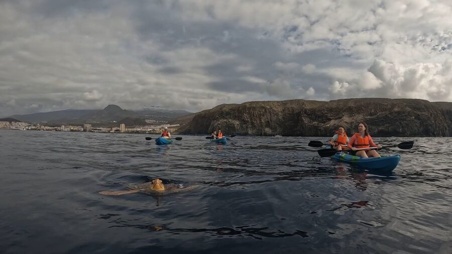 Tenerife: Kayak Tour with Animals and Underwater Scooters - Should you book it?