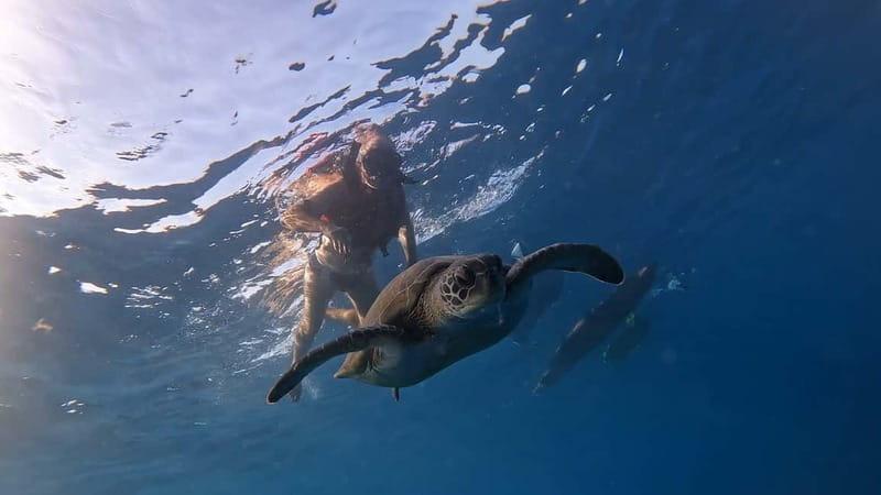 Tenerife: Kayak Tour with Animals and Underwater Scooters - Starting from Los Cristianos with a paddle already waiting