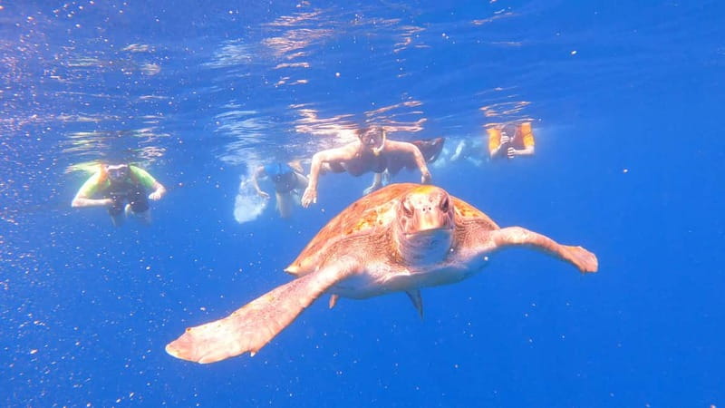 Tenerife: Kayak Tour with Animals and Underwater Scooters - Paddling out for dolphins, turtles, and Atlantic views