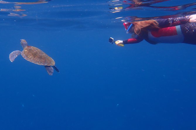Tenerife: Turtle & Dolphin Kayak Tour with Snorkel & Wetsuit - Who should book this activity?