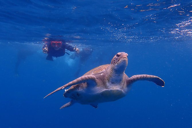 Tenerife: Turtle & Dolphin Kayak Tour with Snorkel & Wetsuit - Learning to handle a kayak on the Atlantic