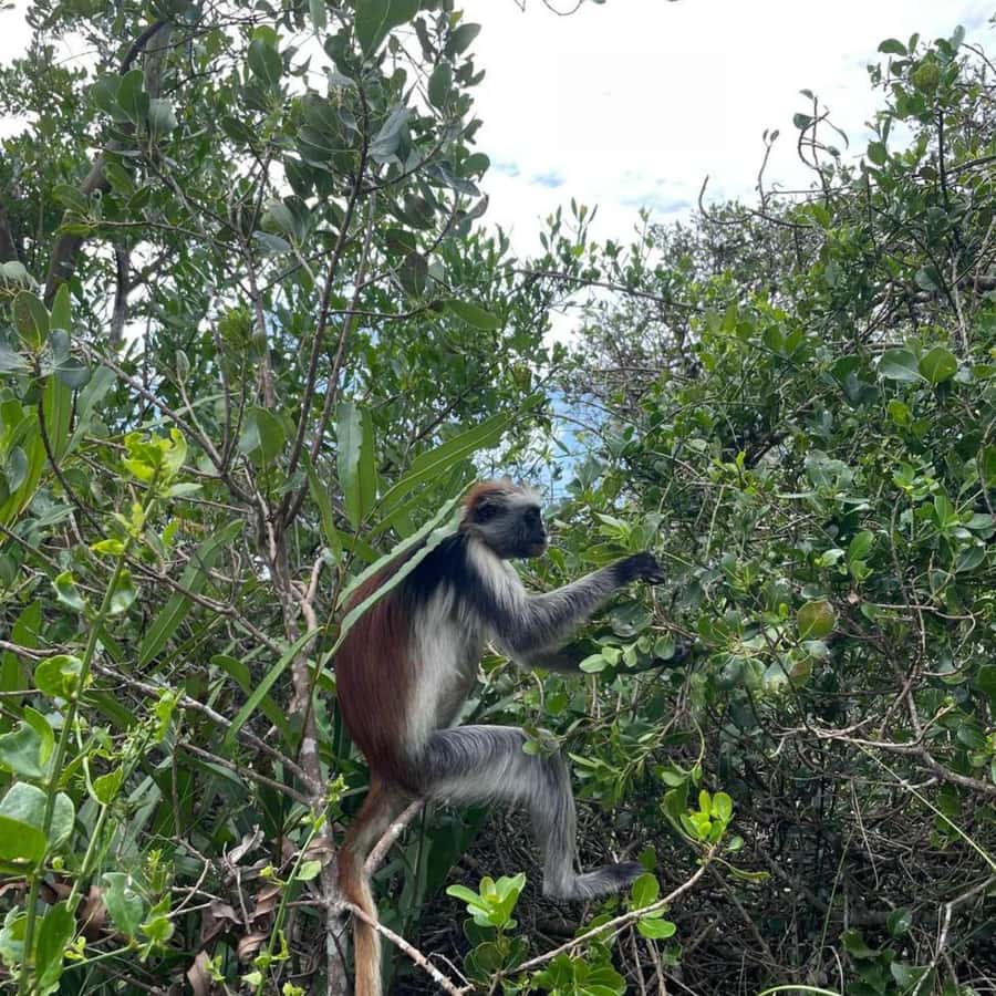 THE GREEN TOUR: Jozani Forest & Mangrove Kayaking Experience - Five reasons this tour earns a place on your Zanzibar plans