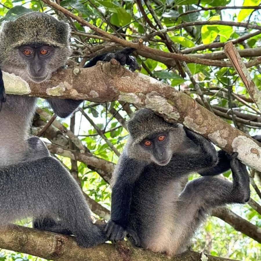 THE GREEN TOUR: Jozani Forest & Mangrove Kayaking Experience - Jozani Forest and the search for Red Colobus monkeys