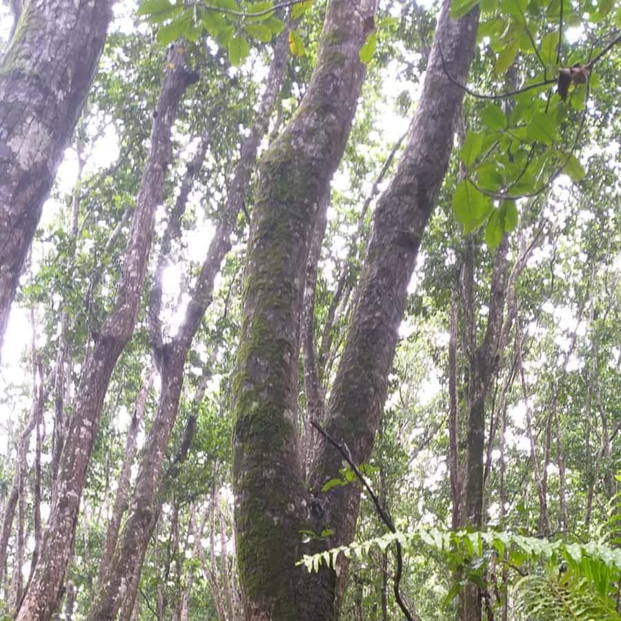 THE GREEN TOUR: Jozani Forest & Mangrove Kayaking Experience - Guides make the biggest difference