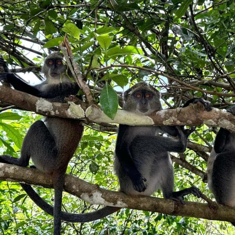 THE GREEN TOUR: Jozani Forest & Mangrove Kayaking Experience - What to bring and how to prepare