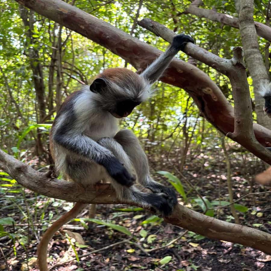 THE GREEN TOUR: Jozani Forest & Mangrove Kayaking Experience - Uzi Island mangroves: a quiet start on the water