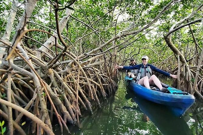 Thousand Island Mangrove Tunnel, Manatee & Dolphin Kayak Tour w/Cocoa Kayaking - Wildlife you might see along the way