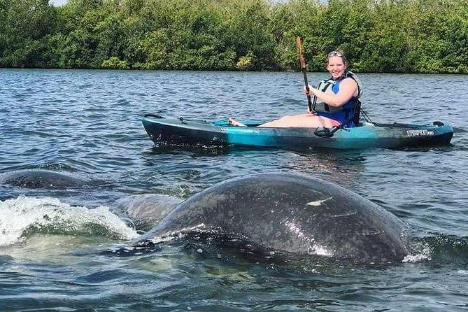 Thousand Island Mangrove Tunnel, Manatee & Dolphin Kayak Tour w/Cocoa Kayaking - What the $69.08 price really buys