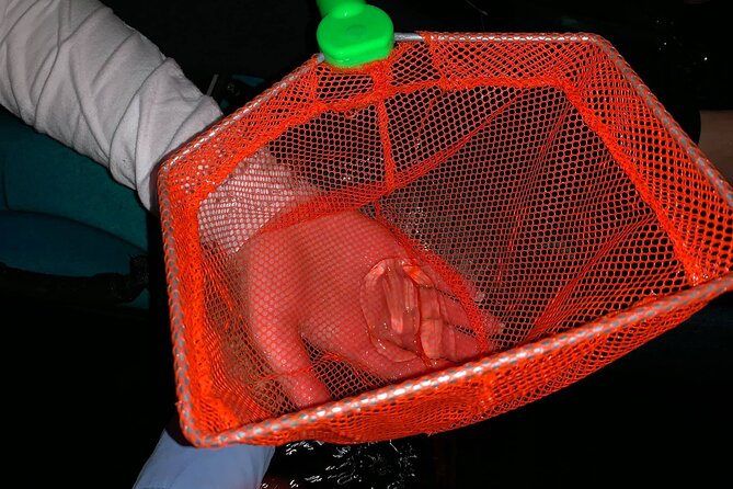 Thousand Islands Bioluminescent Kayak Tour with Cocoa Kayaking! - What to wear for mosquitoes and splashy paddles