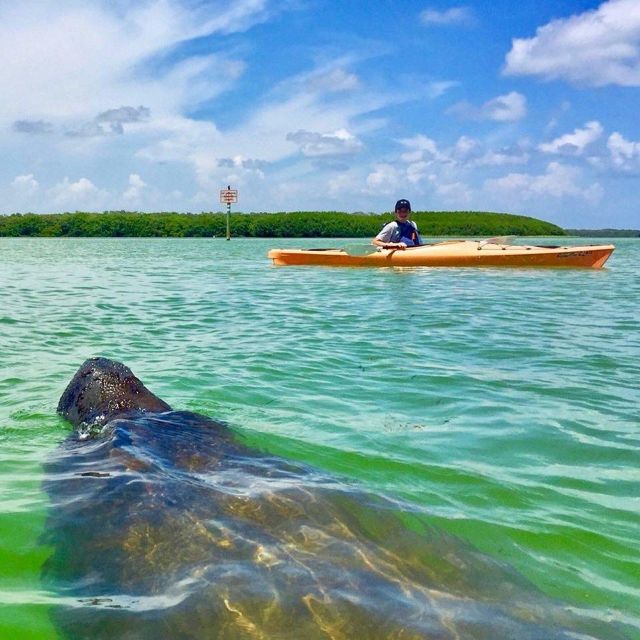 Tierra Verde FL: Coastal Kayaking Tour in Shell Key - Key points to know before you book