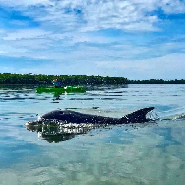 Tierra Verde FL: Coastal Kayaking Tour in Shell Key - Who will enjoy this tour most?