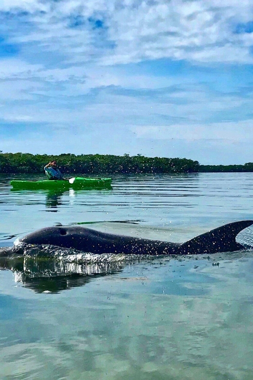 Tierra Verde FL: Coastal Kayaking Tour in Shell Key - Starting at 2800 Pinellas Bayway South