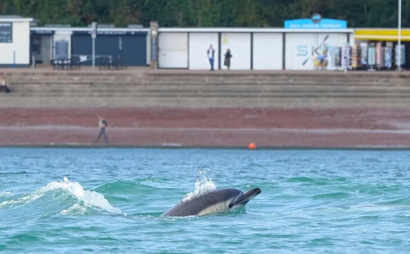 Torquay: Guided Wildlife, Bushcraft, Sea Cave Kayak Safari - Who will enjoy this kayak safari?