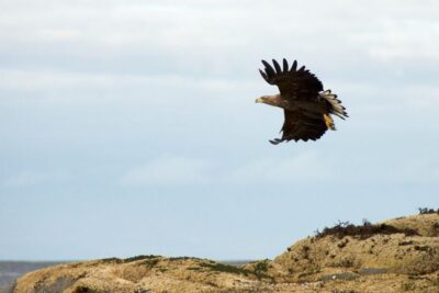 Winter Sea Kayaking Tour with Wildlife Sightings