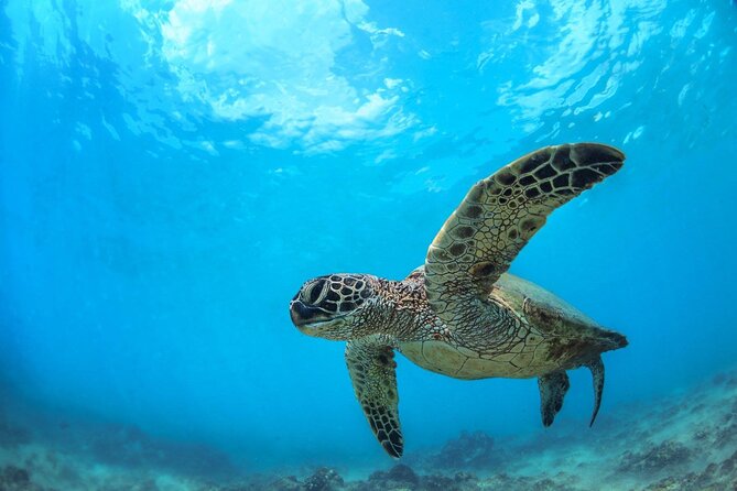Turtle Reef Kayak Tour of Makena, Maui - Snorkeling above the Turtle Town reef
