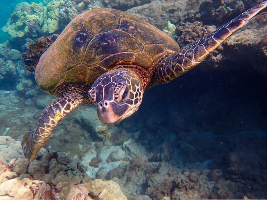 Turtle Town Clear Kayak & Snorkel Tour (8am-11am) - Key things to know before booking