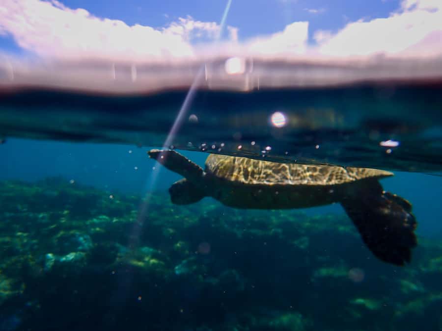 Turtle Town Clear Kayak & Snorkel Tour (8am-11am) - Paddling across Makena’s nearshore reef