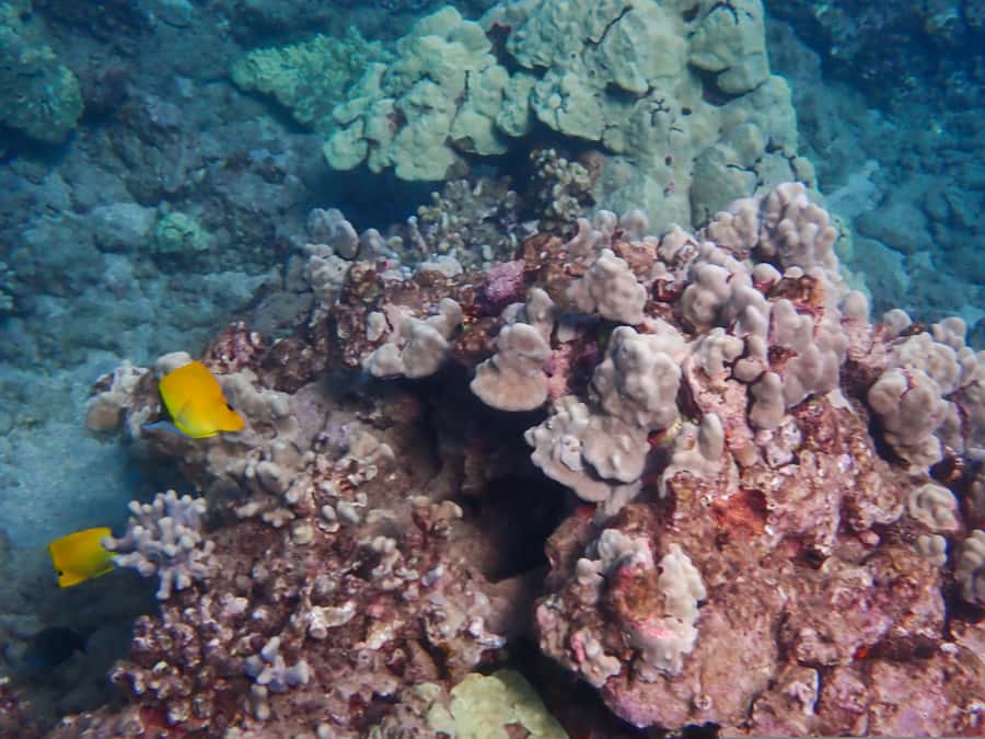 Turtle Town Clear Kayak & Snorkel Tour (8am-11am) - What you will and will not see