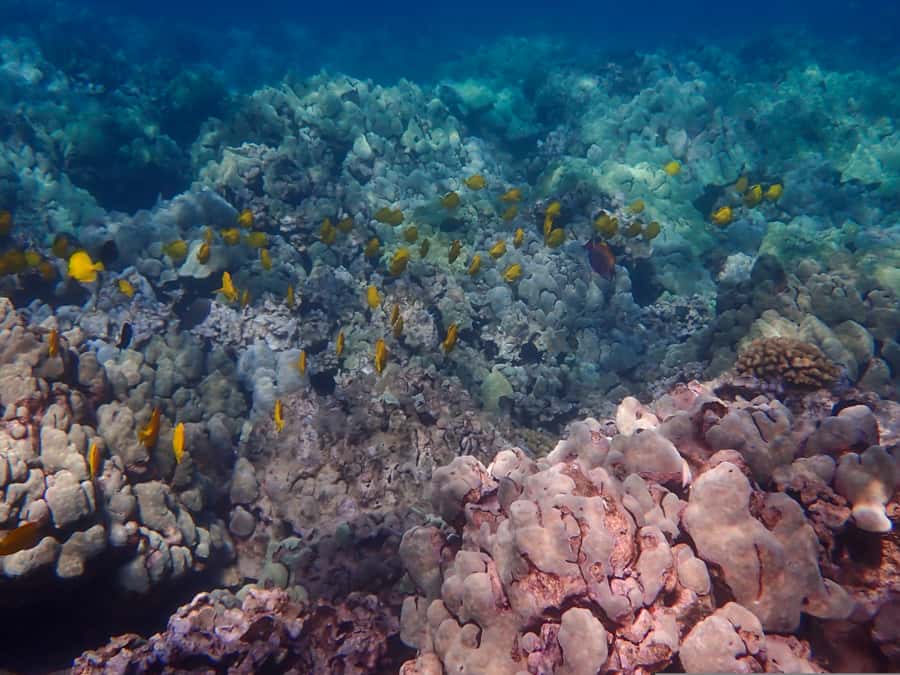 Turtle Town Clear Kayak & Snorkel Tour (8am-11am) - Why the small group makes a difference