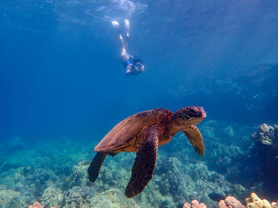Turtle Town Clear Kayak & Snorkel Tour (8am-11am) - The guides are a major part of the value