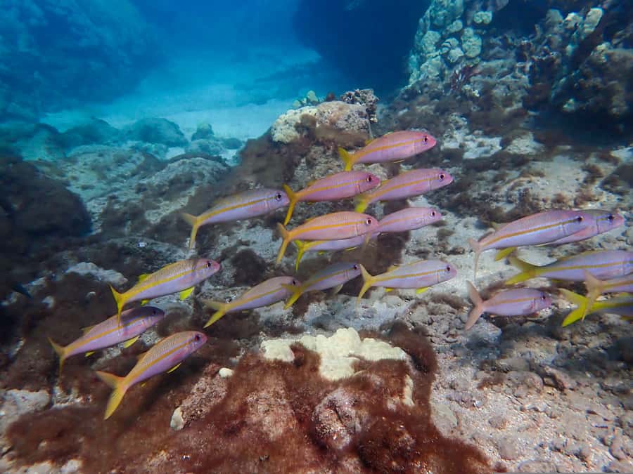 Turtle Town Clear Kayak & Snorkel Tour (8am-11am) - Weather, water comfort, and practical limits