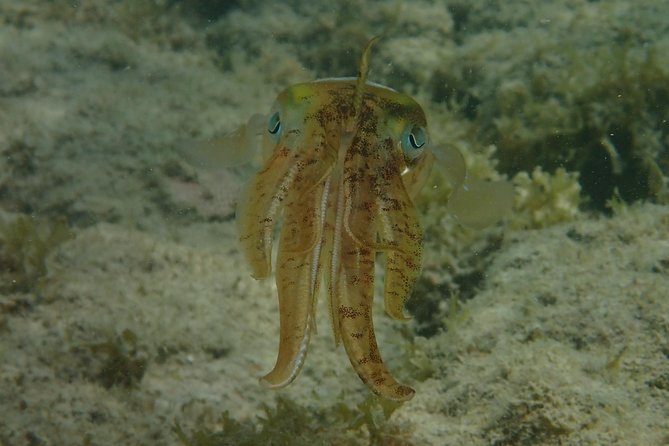 Under the Sea snorkeling(Stingray/Kayak/ Power Snorkel available) - Private transport is useful, but confirm the pickup
