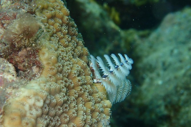 Under the Sea snorkeling(Stingray/Kayak/ Power Snorkel available) - Drinks and the value of $150 per person