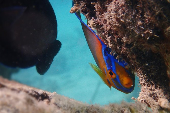 Under the Sea snorkeling(Stingray/Kayak/ Power Snorkel available) - Cades Bay Reef offers the best underwater payoff