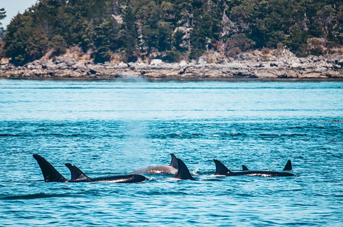 Vancouver Island: Half-Day Kayak Tour from Telegraph Cove - Rain, wind, and comfort on the water