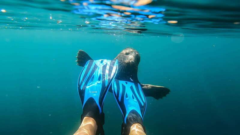 Vancouver: Snorkeling Seals Kayaking Scenic Boat Tour - Kayaking When You Prefer Dry Feet
