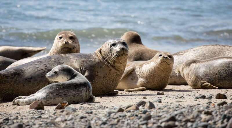 Vancouver: Snorkeling Seals Kayaking Scenic Boat Tour - Why the Small Group Adds Value