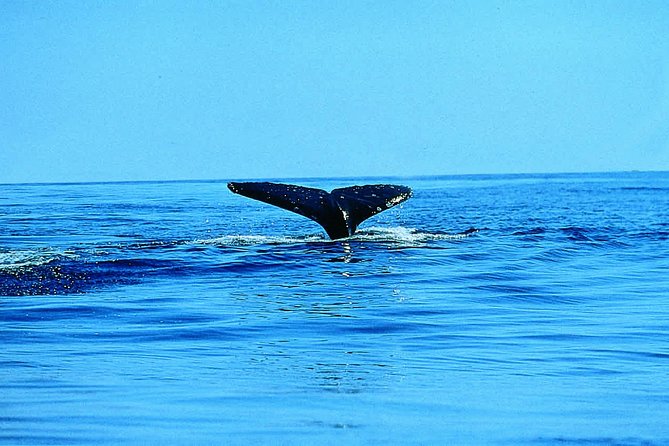 Whale Watching by Sea Kayak in Batemans Bay - Why this Batemans Bay paddle is different