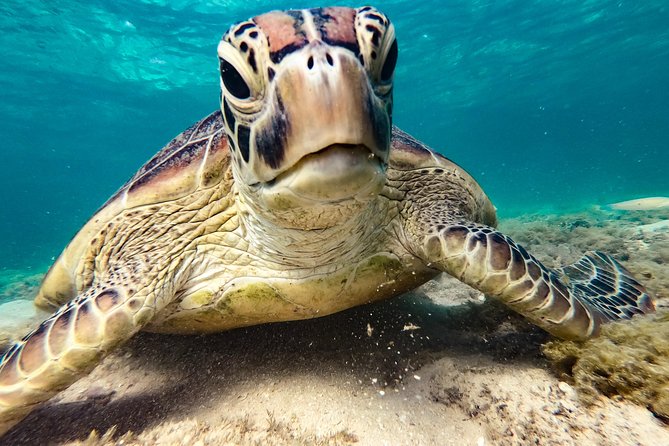 Whitsunday Islands Sail, SUP & Snorkel Tour- Small group - Lunch with a tropical view