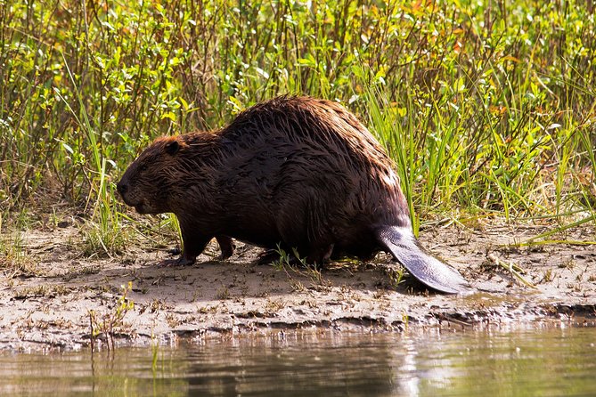 Wildlife on the Bow | Big Canoe Tour - How the timing works in practice