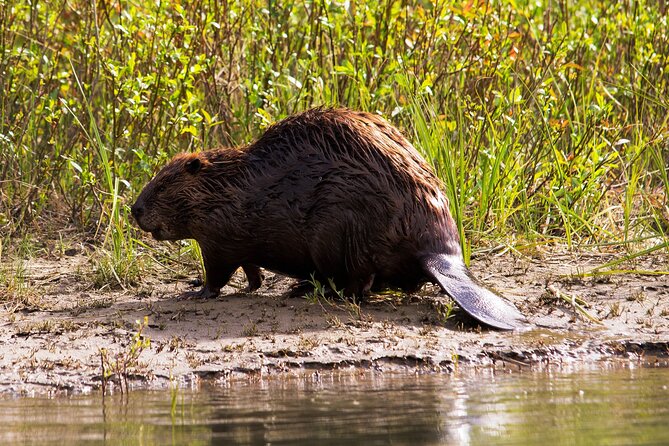 Wildlife on the Bow | Big Canoe Tour in Banff National Park - Who should book this canoe trip?