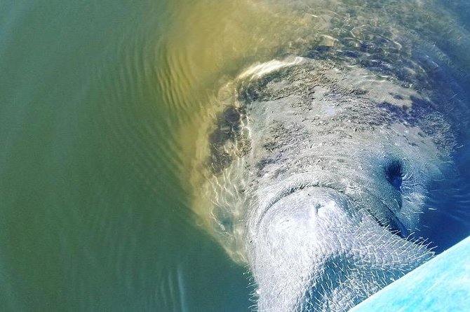 Wildlife Refuge Manatee, Dolphin & Mangrove Kayak or Paddleboarding Tour! - Sunset departures and changing weather