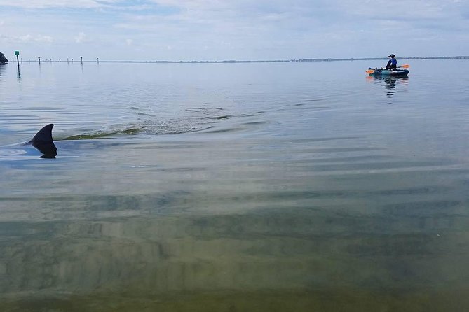 Wildlife Refuge Manatee, Dolphin & Mangrove Kayak or Paddleboarding Tour! - Choosing between a kayak and paddleboard