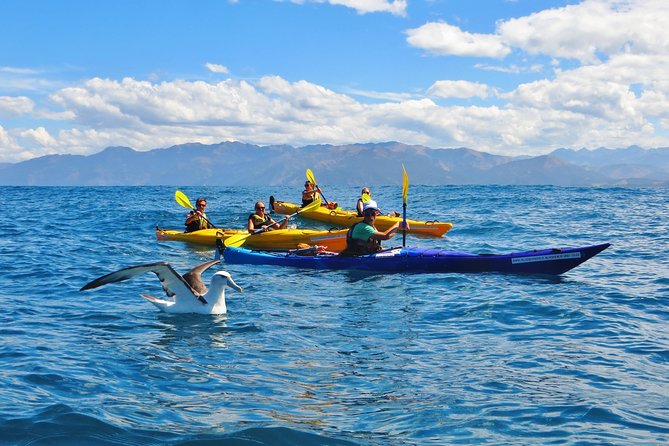 Wildlife Sea Kayaking Tour - Kaikoura - The best parts of the experience
