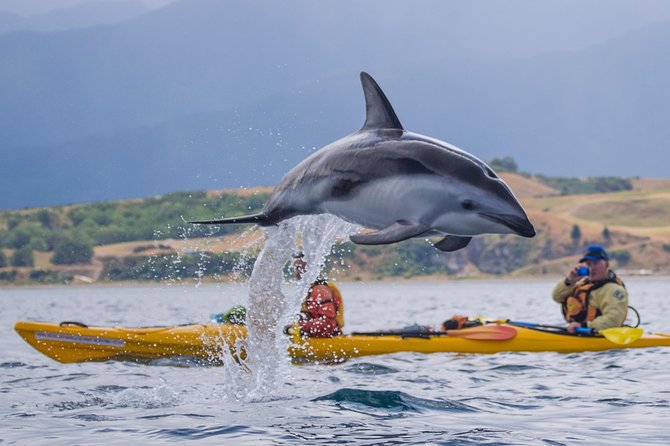 Wildlife Sea Kayaking Tour - Kaikoura - Starting at 17 Killarney Street